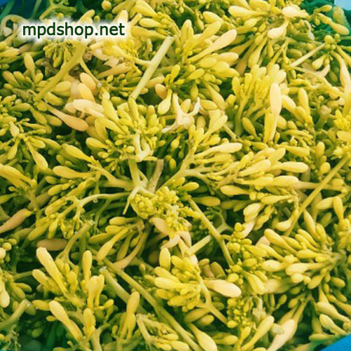 Hoa Đu Đủ Đực Tươi