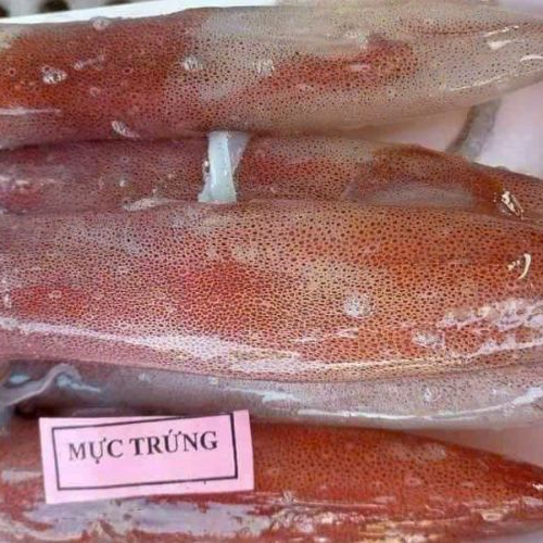 Mực trứng tươi